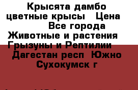 Крысята дамбо цветные крысы › Цена ­ 250 - Все города Животные и растения » Грызуны и Рептилии   . Дагестан респ.,Южно-Сухокумск г.